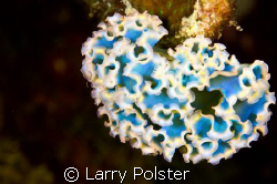 Bonaire...D300, 105VR, Lettuce slug by Larry Polster 